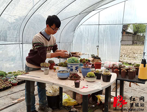 望城95后大学生自主创业变身“多肉棚主” 望城95后大学生自主创业变身“多肉棚主”