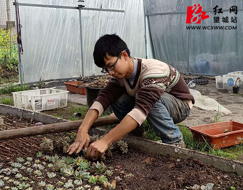望城95后大学生自主创业变身“多肉棚主” 望城95后大学生自主创业变身“多肉棚主”